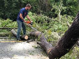 Best Tree Removal  in Grenada, MS